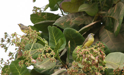 Yellow-fronted Canarys - Mozambiquesijsjes