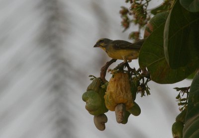 Yellow-fronted Canary - Mozambiquesijs