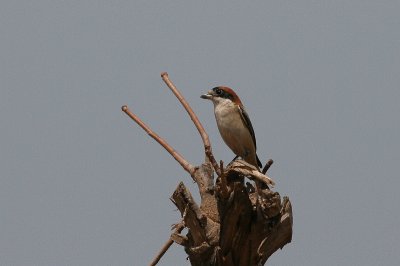 Woodchat Shrike - Roodkopklauwier