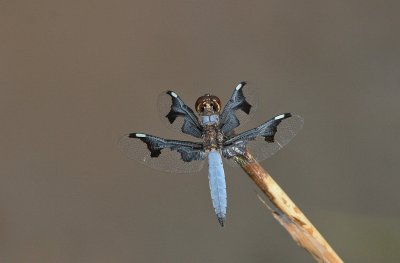 Dragonfly - Libel