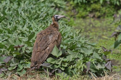 Hooded Vulture - Kapgier