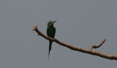 Blue-cheeked Bee-eater - Groene Bijeneter