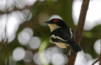 Brown-throated Wattle-eye - Bruinkeellelvliegenvanger