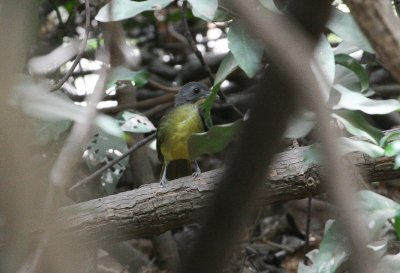 Grey-headed Bristlebill - Grijskopblada