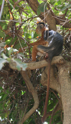 African Red Colobus - Afrikaanse Colobusaap