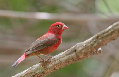 Red-billed Firefinch - Vuurvink