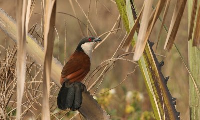 Senegal Coucal - Senegalese Spoorkoekoek