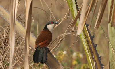 Senegal Coucal - Senegalese Spoorkoekoek