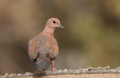 Laughing Dove - Palmtortel