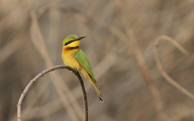 Little Bee-eater - Dwergbijeneter