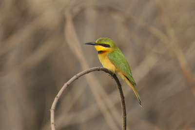 Little Bee-eater - Dwergbijeneter