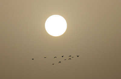 Grey-headed Gulls with the sun - Grijskopmeeuwen met de zon