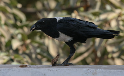 Pied Crow - Schildraaf