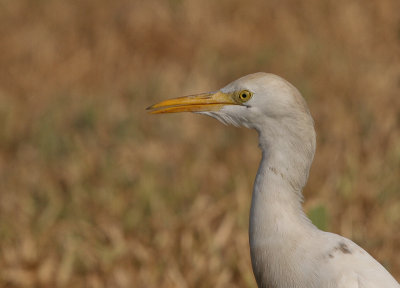 Cattle Egret - Koereiger