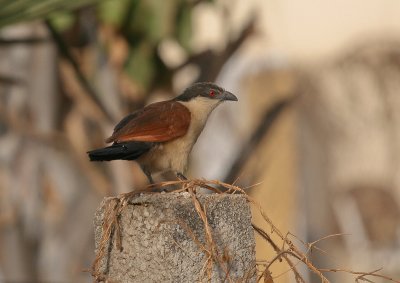 Senegal Coucal - Senegalese Spoorkoekoek