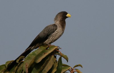 Western Grey Plantain-eater - Grijze Bananeneter