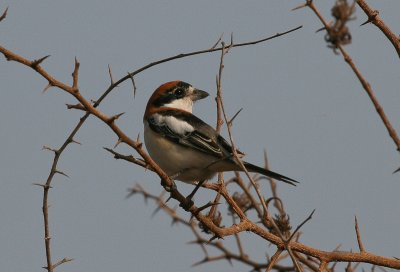 Woodchat Shrike - Roodkopklauwier