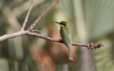 Little Bee-eater - Dwergbijeneter