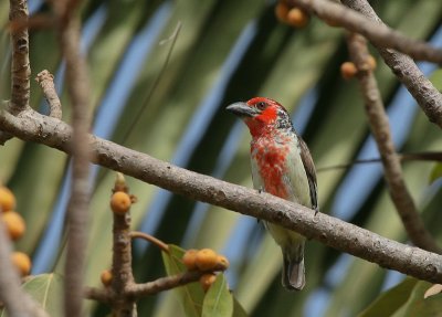 Vieillot's Barbet - Roodgele Baardvogel