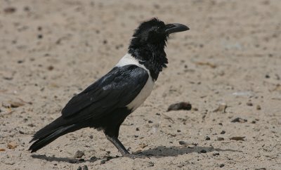 Pied Crow - Schildraaf