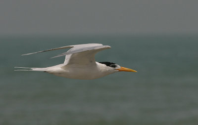 Royal Tern - Koningsstern