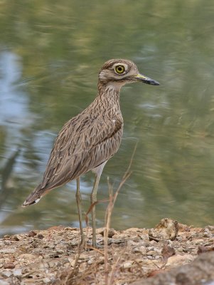 Senegal Thick-knee - Senegalese Griel