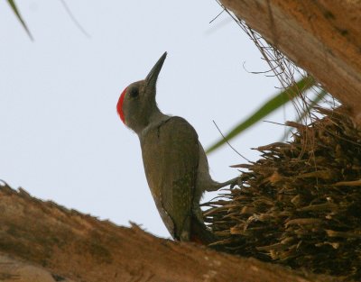 Grey Woodpecker - Grijsgroene Specht