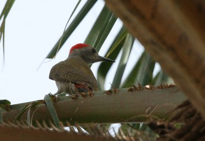 Grey Woodpecker - Grijsgroene Specht