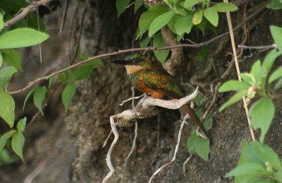Rufous-tailed Jacamar - Roodstaartglansvogel