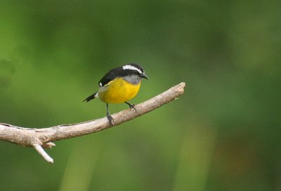 Bananaquit - Suikerdiefje