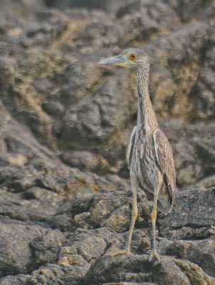 Yellow-crowned Night Heron - Geelkruinkwak