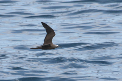 Brown Noddy - Noddy