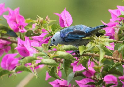 Blue-grey Tanager - Bisschopstangare