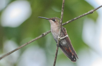 Ruby-topaz Hummingbird - Rode Kolibrie