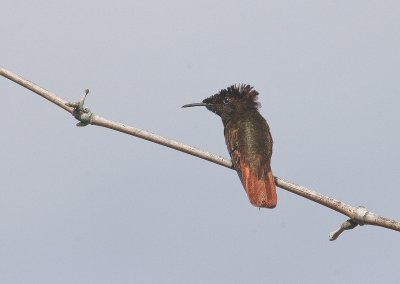 Ruby-topaz Hummingbird - Rode Kolibrie