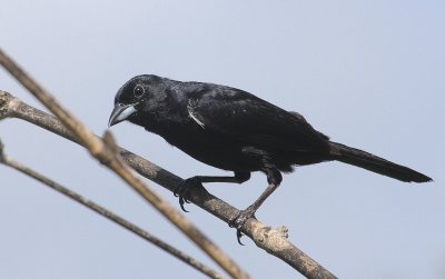White-lined Tanager - Zwarte Tangare