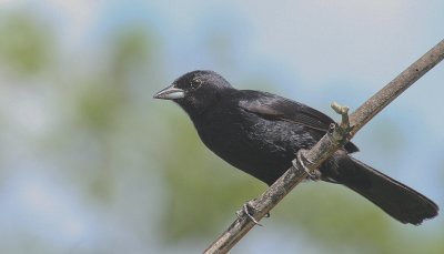 White-lined Tanager - Zwarte Tangare