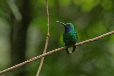White-tailed Sabrewing - Witstaartsabelvleugel