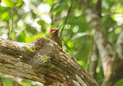 Golden-olive Woodpecker - Olijfrugspecht
