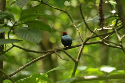 Blue-backed Manakin - Prachtmanakin