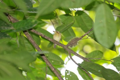 White-throated Spadebill - Witkeelbreedbektiran