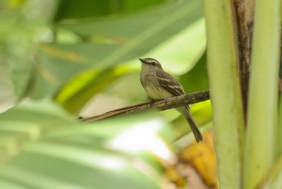 Fuscous Flycatcher - Vinktiran