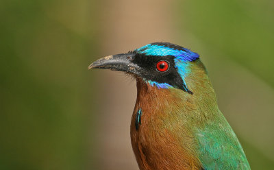 Blue-crowned Motmot - Blauwkruinmotmot