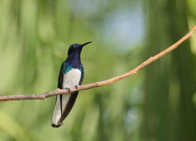 White-necked Jacobin - Witnekkolibrie