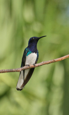 White-necked Jacobin - Witnekkolibrie