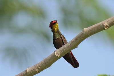 Ruby-topaz Hummingbird - Rode Kolibrie