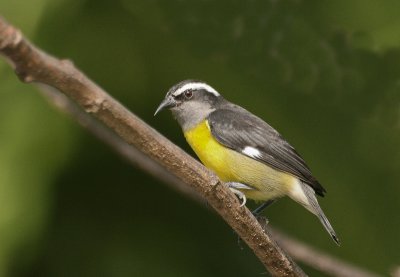 Bananaquit - Suikerdiefje