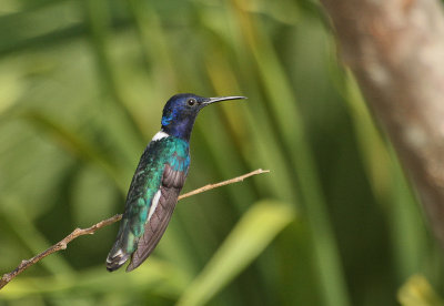 White-necked Jacobin - Witnekkolibrie