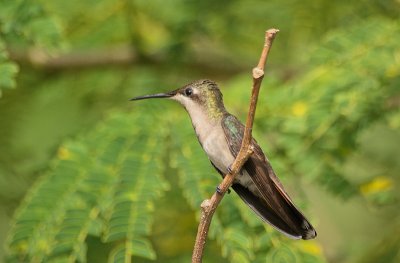 Ruby-topaz Hummingbird - Rode Kolibrie