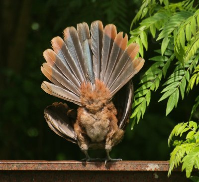 Rufous-vented Chachalaca - Roodbuikchachalaca